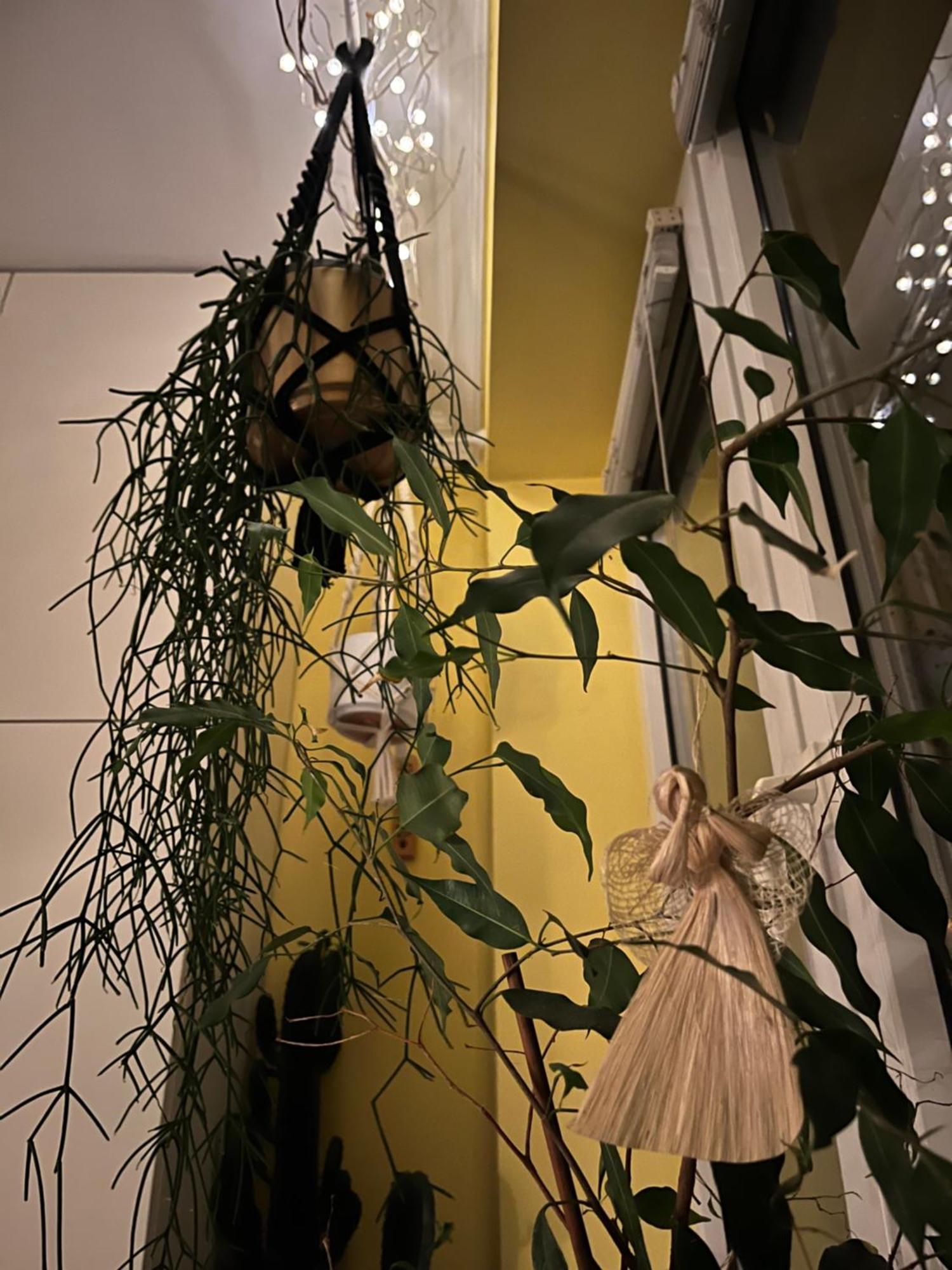 Greenthumb Praska Krakow Exterior photo